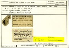 Karteikarte zum Holotyp von Glandulina rimosa Stache, 1864